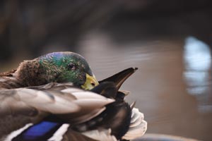 The mallard needed to learn that she’s really a duck