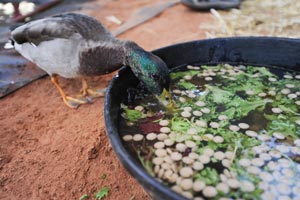 The mallard getting a snack