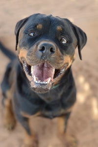 Marias the Rottweiler 