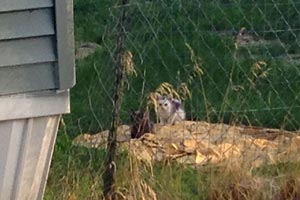 One of the community cats in the mobile home park in Beaver, Utah, who was spayed and vaccinated