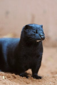 Tatiana the mink