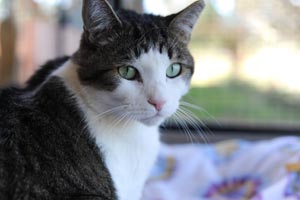 Tuffy the cat who had a negative side effects from his neuter surgery