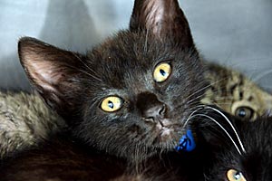 Goofy the all-black kitten with green eyes