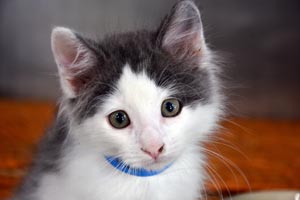 Toby a white and grey kitten