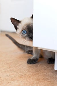 Mork the two-legged kitten plays peek-a-boo