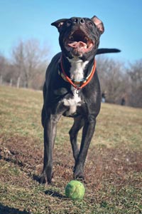 Poppy the pit bull from One Tail at a Time