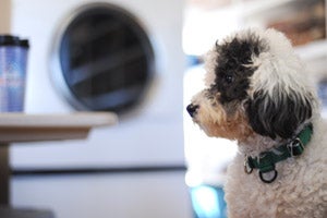 Patches the dog looking to the side in the laundry room at Best Friends Animal Sanctuary