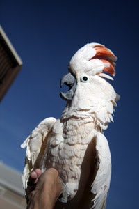 Peaches the Moluccan cockatoo enjoys the floral enrichment