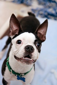 Black and white dog with pointy ears