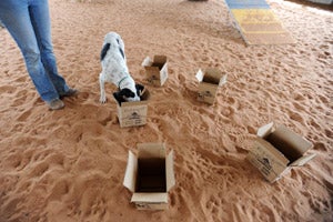 Rainey's nose work session with boxes