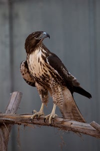 Swainson’s hawks are migratory masters