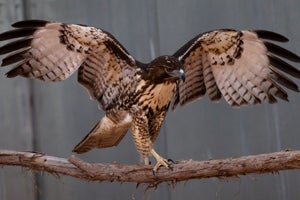 The Swainson’s hawk perches on the highest roost