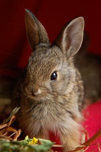 A baby cottontail rabbit