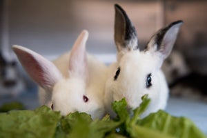 A couple of Guadalupe's bunny babies