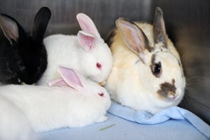 Guadalupe the bunny mama and some of her babies