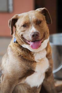 Keeley the retriever mix dog who has experienced challenges in life is still smiling