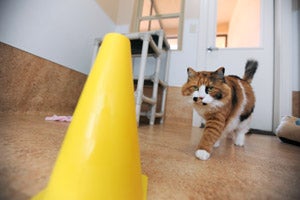 Rosha is a clicker training star pupil with the cones