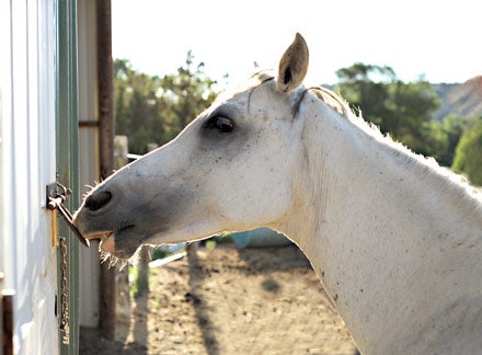 Gracie the photo opening a latch