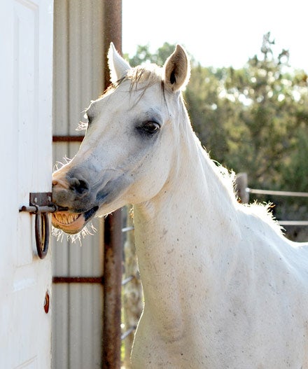 White horse opening a latched door