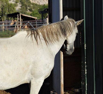 Horse who successfully opened a door