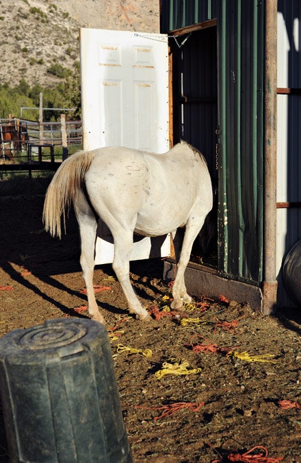 Smart white horse