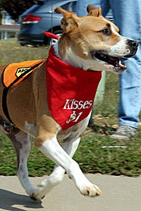 Oakley the pitbull dog on the go