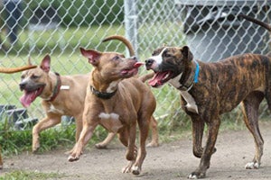 Dogs enjoying a play group