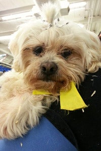 Shih Tzu and Maltese mix named Doc at the Salt Lake City Fall Pet Super Adoption