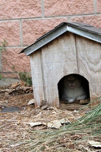 San Antonio feral colony cat inside an outdoor cat house