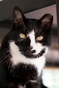 Trent the senior cat who receives veterinary laser therapy treatments