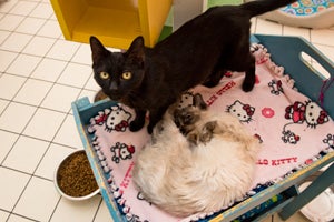 Black cat Jill and with Suchin on a cat bed