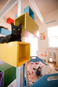 Jill, (left) the motherly, compassionate cat, and Suchin, a cat whom she befriended, at Jill's Diner at Best Friends Animal Sanctuary