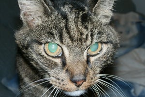 Hemi the senior tabby has quite the meow