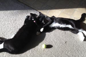 Both tuxedo "Hemingway" cats are happy in their home