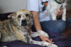 Shubee the rescued pup reaching out to Barbara, her adopter