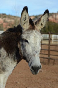 Speedy the mammoth donkey