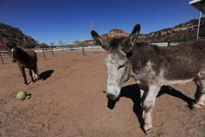 Speedy the mammoth donkey at the Sanctuary