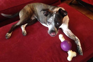 Martini the three-legged dog with toy