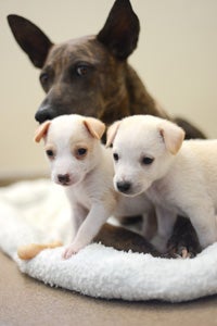 Surrogate momma dog Brigit with two white and tan puppies