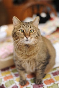 Tigger the cross-eyed cat