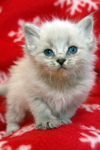 Kitten rescued from the Navajo Nation during TNR effort