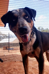 Sinatra the dog's selfie he took himself