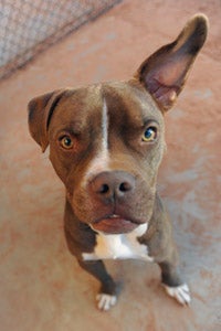 Alamo the dog rescued from a fighting bust with his one flipped-up ear