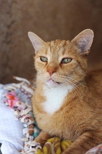 Alan the adoptable cat at Best Friends Animal Society