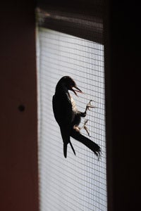 Baby woodpecker on screen at Best Friends Wild Friends