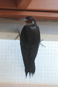 Baby woodpecker at Best Friends Wild Friends