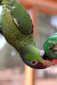 Parrot upside down chewing on a toy