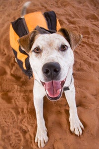 CB the dog is receiving training to learn how to be calm