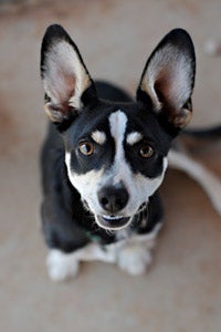 Carl the adoptable corgi dog from Best Friends Animal Society