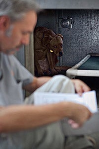 Tom the volunteer working with Cinnamon the shy dog